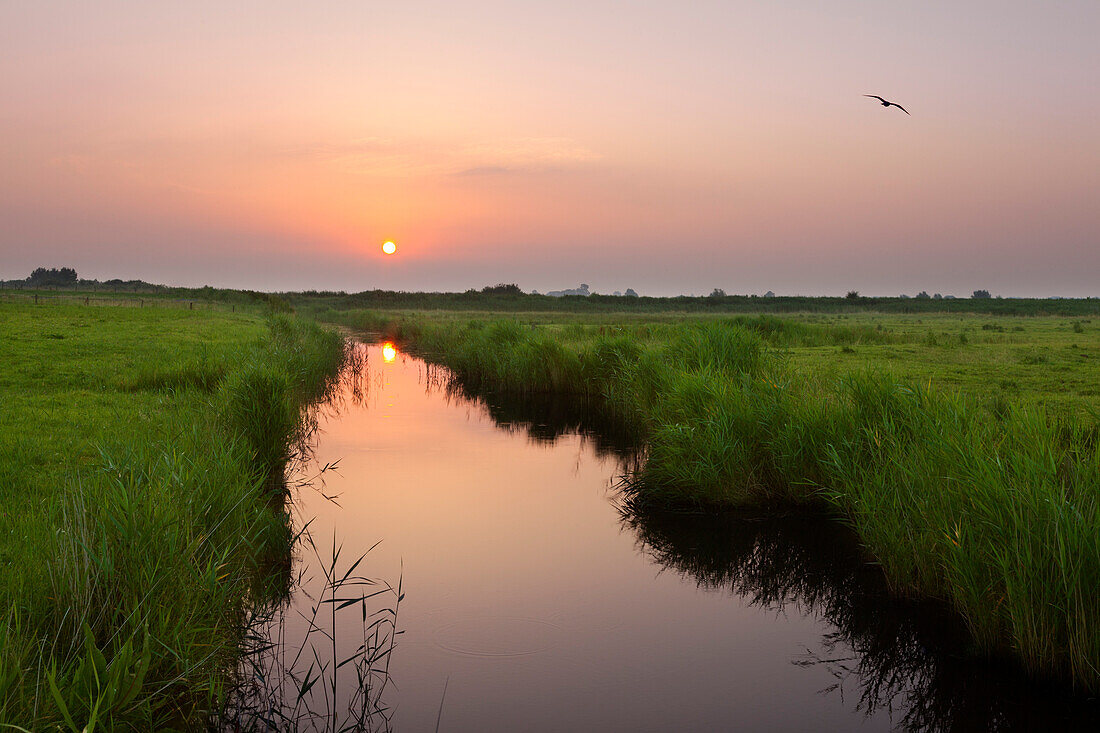 Sunrise in the nature reserve  Leyhoern, near Greetsiel, East Friesland, Lower Saxony, Germany