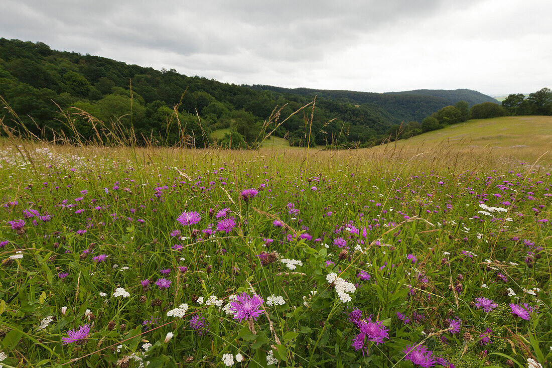 Meadow at Rheinsteig hiking trail, above Loreley, near St Goarshausen, Rhine river, Rhineland-Palatinate, Germany