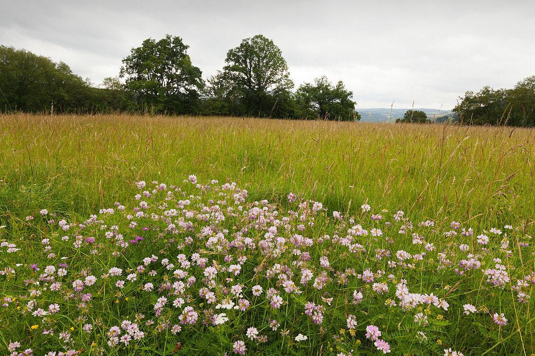 Meadow at Rheinsteig hiking trail, above Loreley, near St Goarshausen, Rhine river, Rhineland-Palatinate, Germany