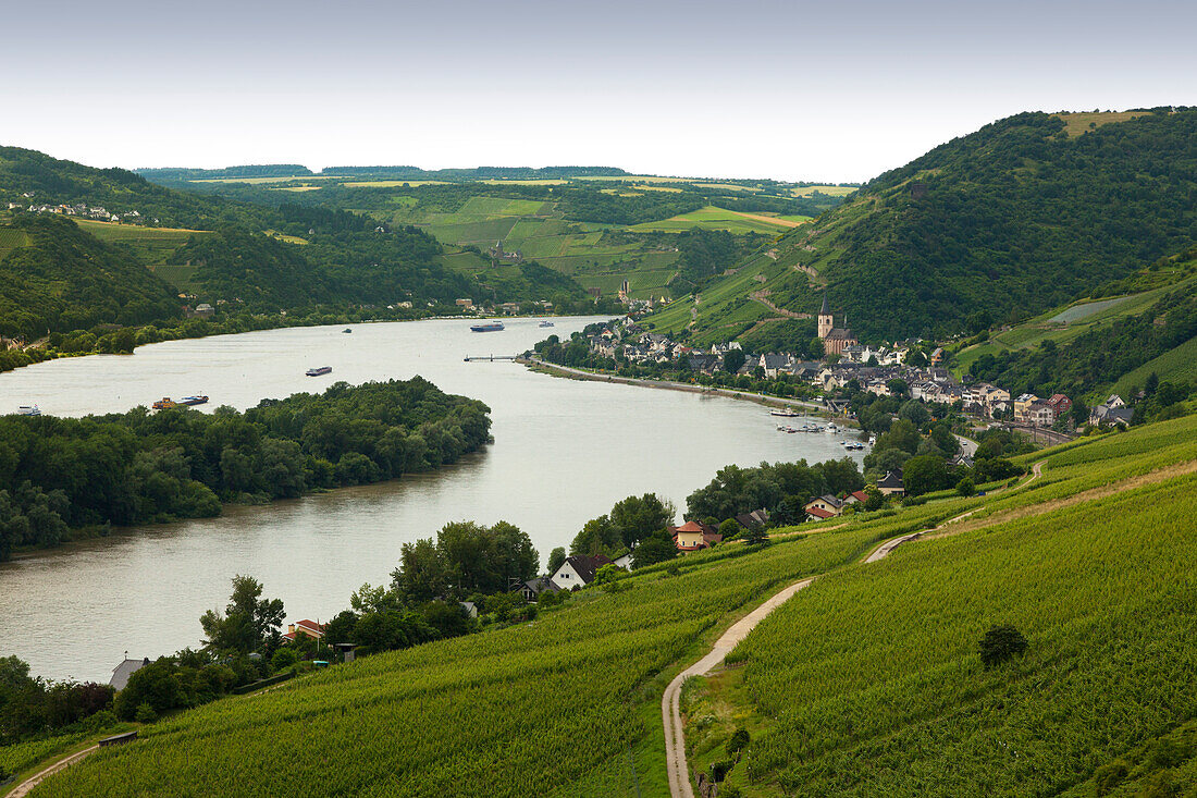 View from Rheinsteig hiking trail over the vineyards to Lorch, Rhine river, Hesse, Germany