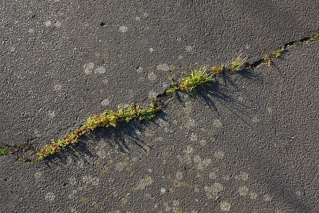 Grass growing through a crack in the asphalt surface
