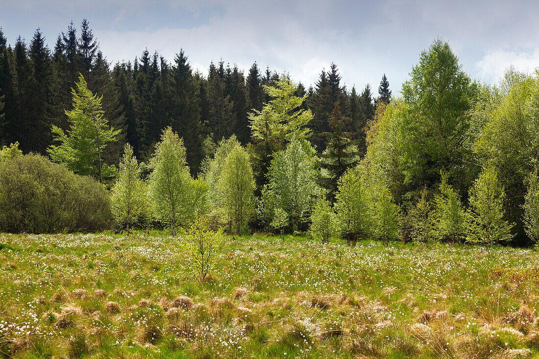 Wollgras im Naturschutzgebiet Schwarzes Moor, Rhön, Bayern, Deutschland