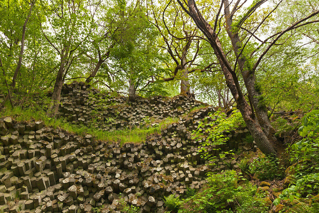 Basaltsäulen, Basalt-Prismenwand am Gangolfsberg, bei Urspringen, Rhön, Bayern, Deutschland