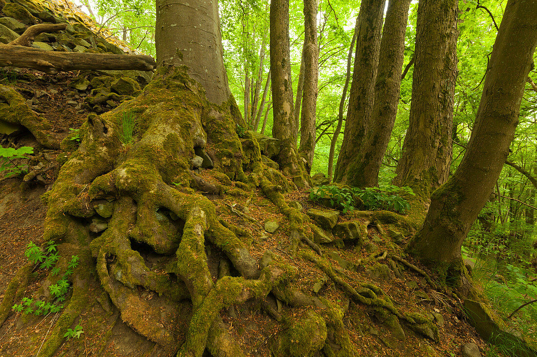 Roots at the basaltic columns at Gangolfsberrock, near Urspringen, Rhoen, Bavaria, Germany