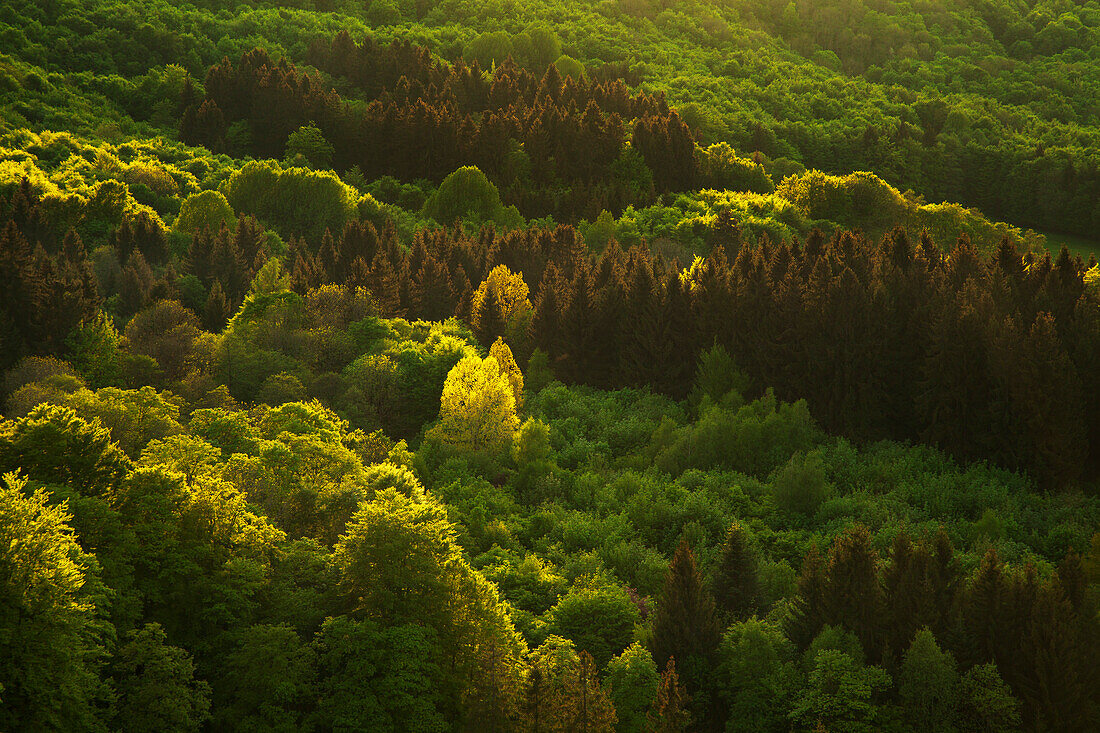 Bunter Mischwald, Rhön, Hessen, Deutschland