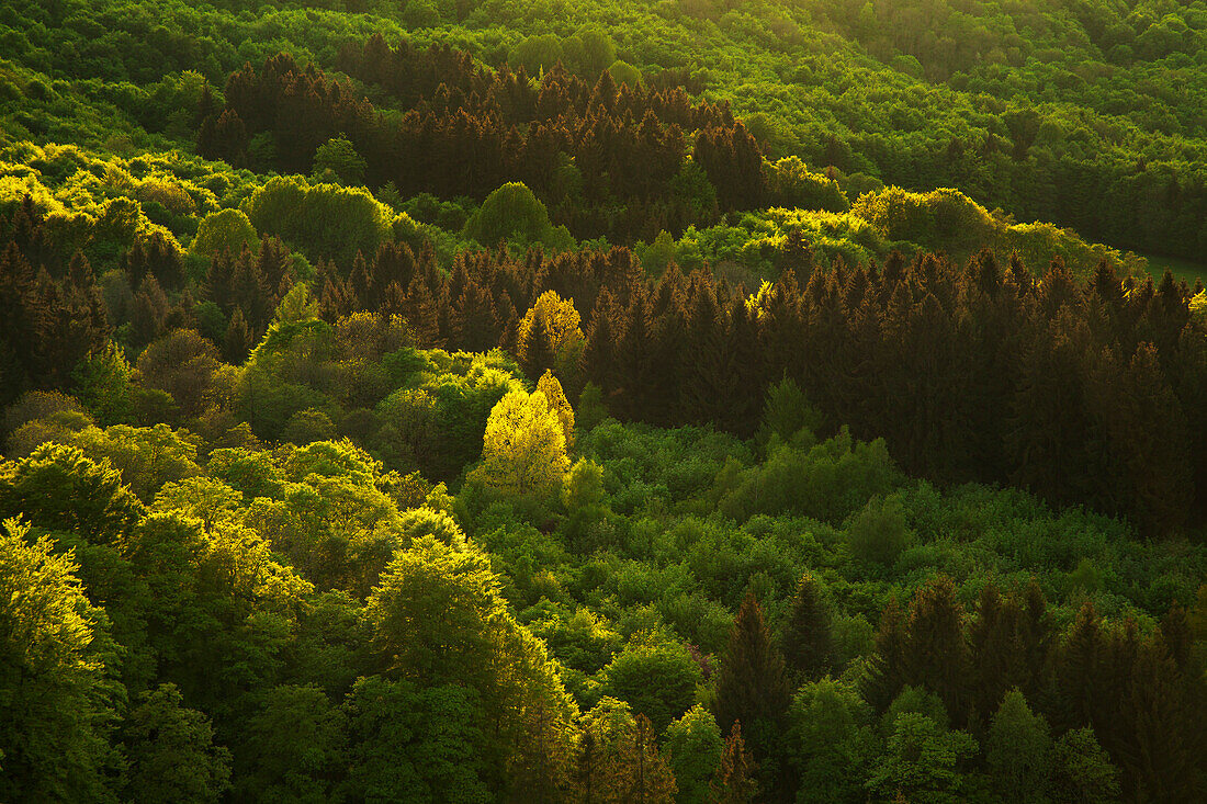 Mixed forest, Rhoen, Hesse, Germany