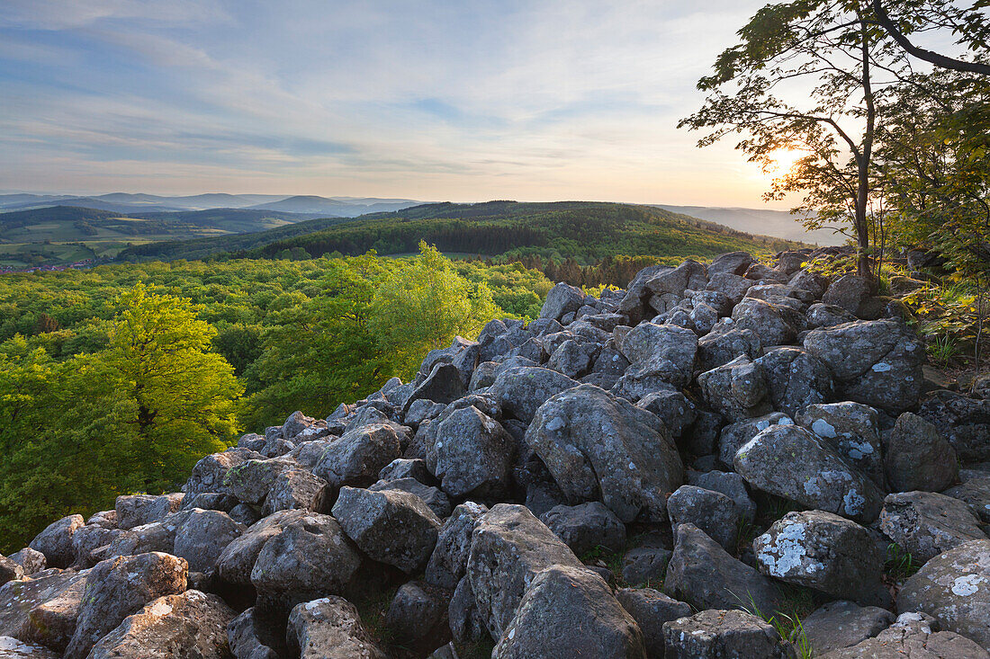 Basaltic columns at Schafstein rock, near Ehrenberg, Rhoen, Hesse, Germany