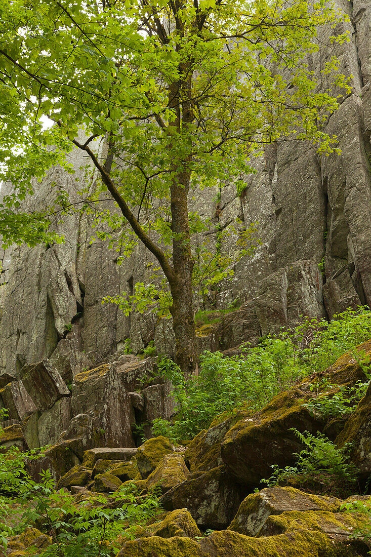 Basaltformation Steinwand, bei Poppenhausen, Rhön, Hessen, Deutschland