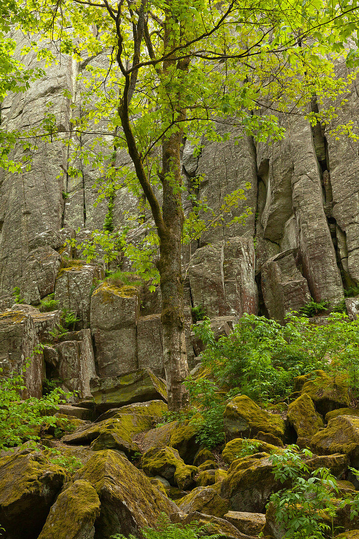 Basaltformation Steinwand, bei Poppenhausen, Rhön, Hessen, Deutschland