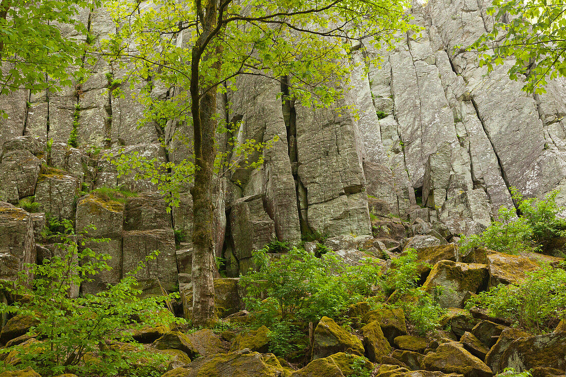 Basaltic rock formation Steinwand, near Poppenhausen, Rhoen, Hesse, Germany