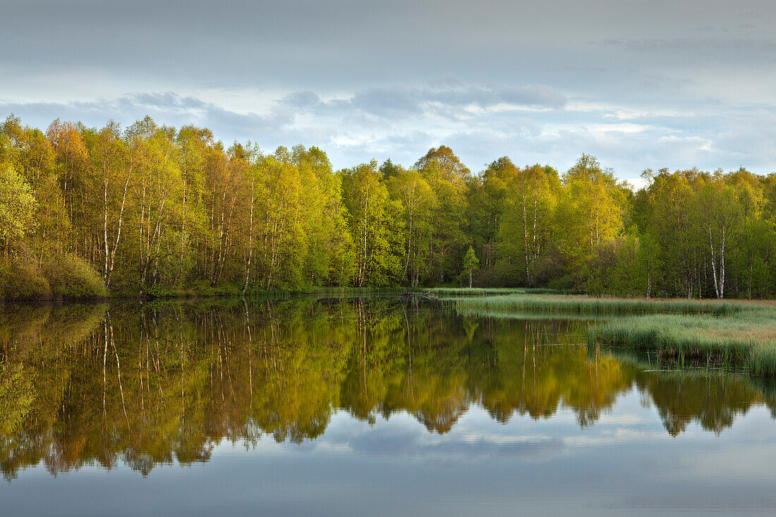 Moorweiher im Naturschutzgebiet Rotes Moor, Rhön, Hessen, Deutschland