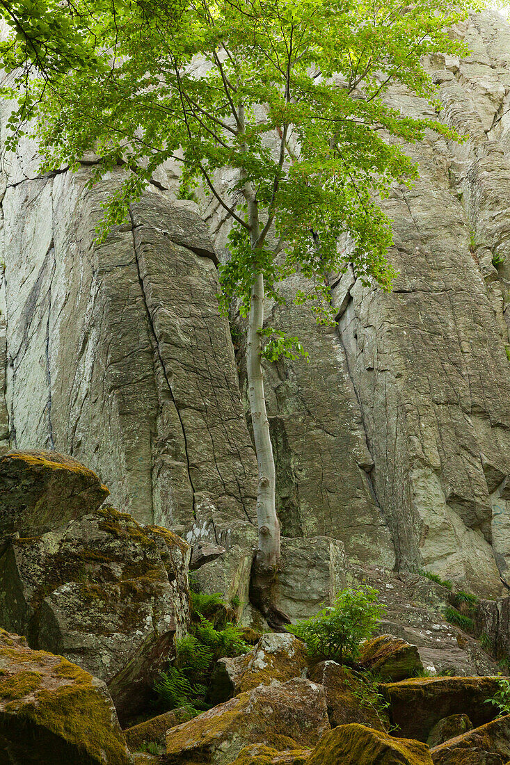 Basaltic rock formation Steinwand, near Poppenhausen, Rhoen, Hesse, Germany