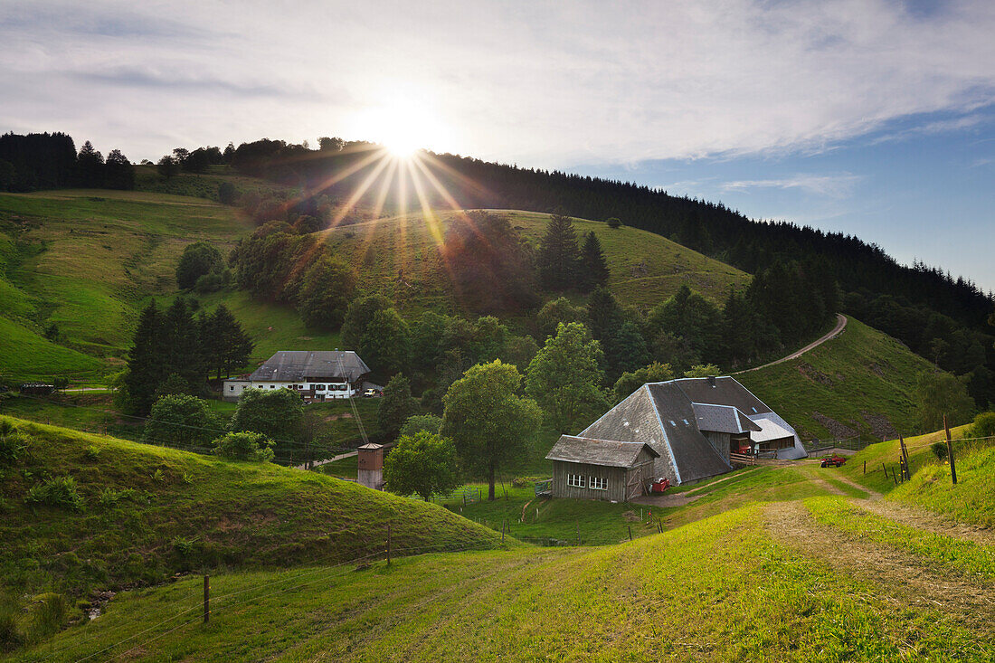 Farmhouses, Muenstertal, Black Forest, Baden-Wuerttemberg, Germany