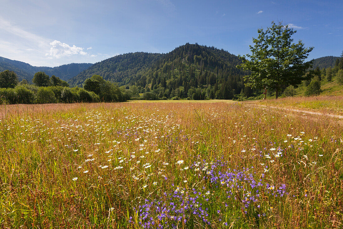 Landscape near Menzenschwand, Black Forest, Baden-Wuerttemberg, Germany