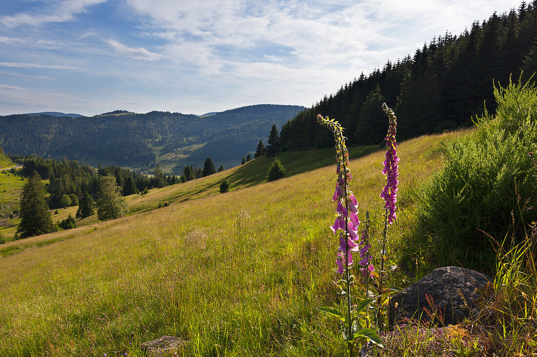 Landscape near Menzenschwand, Black Forest, Baden-Wuerttemberg, Germany