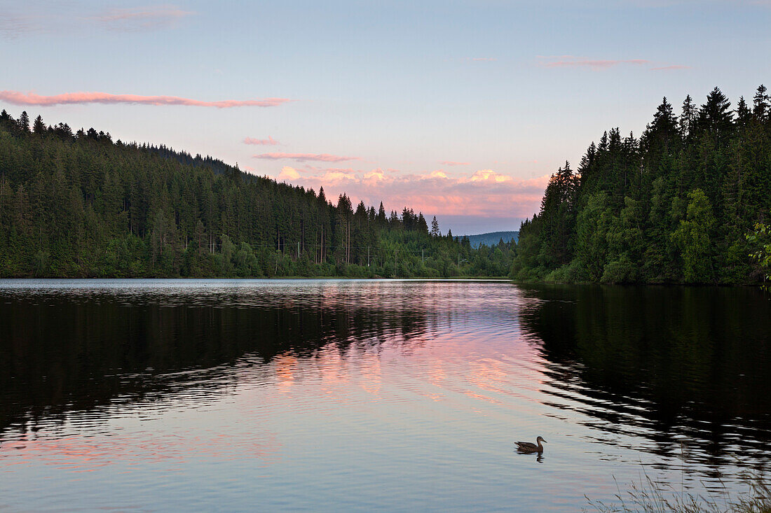 Windgfällweiher nahe Schluchsee, Südlicher Schwarzwald, Baden-Württemberg, Deutschland