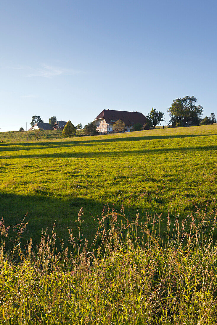 Farmhouses along the Black Forest Panoramic Road near Breitnau, Black Forest, Baden-Wuerttemberg, Germany