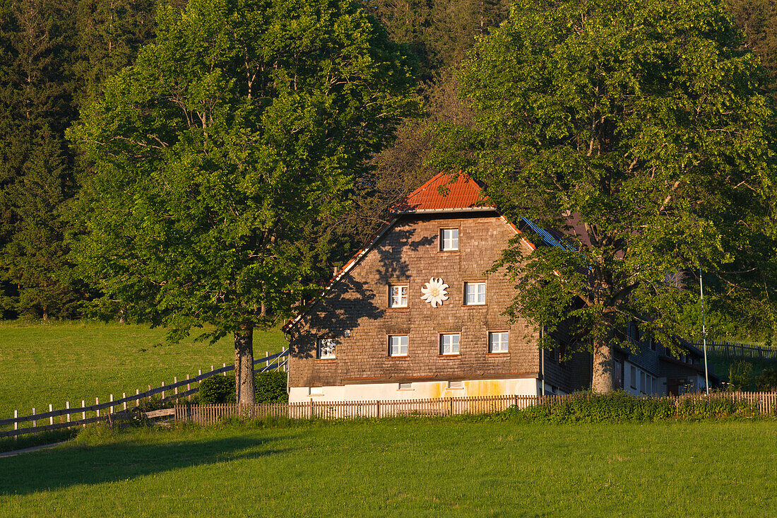 Farmhouses along the Black Forest Panoramic Road near Breitnau, Black Forest, Baden-Wuerttemberg, Germany