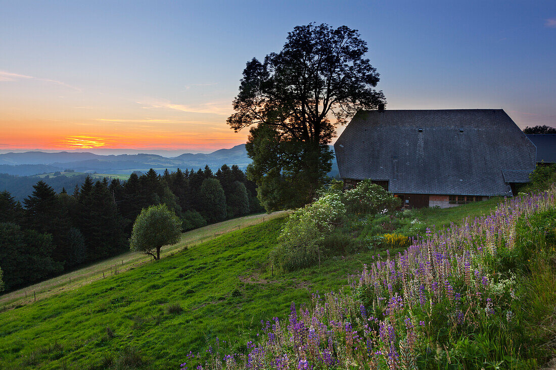 View along the Black Forest Panoramic Road, Black Forest, Baden-Wuerttemberg, Germany