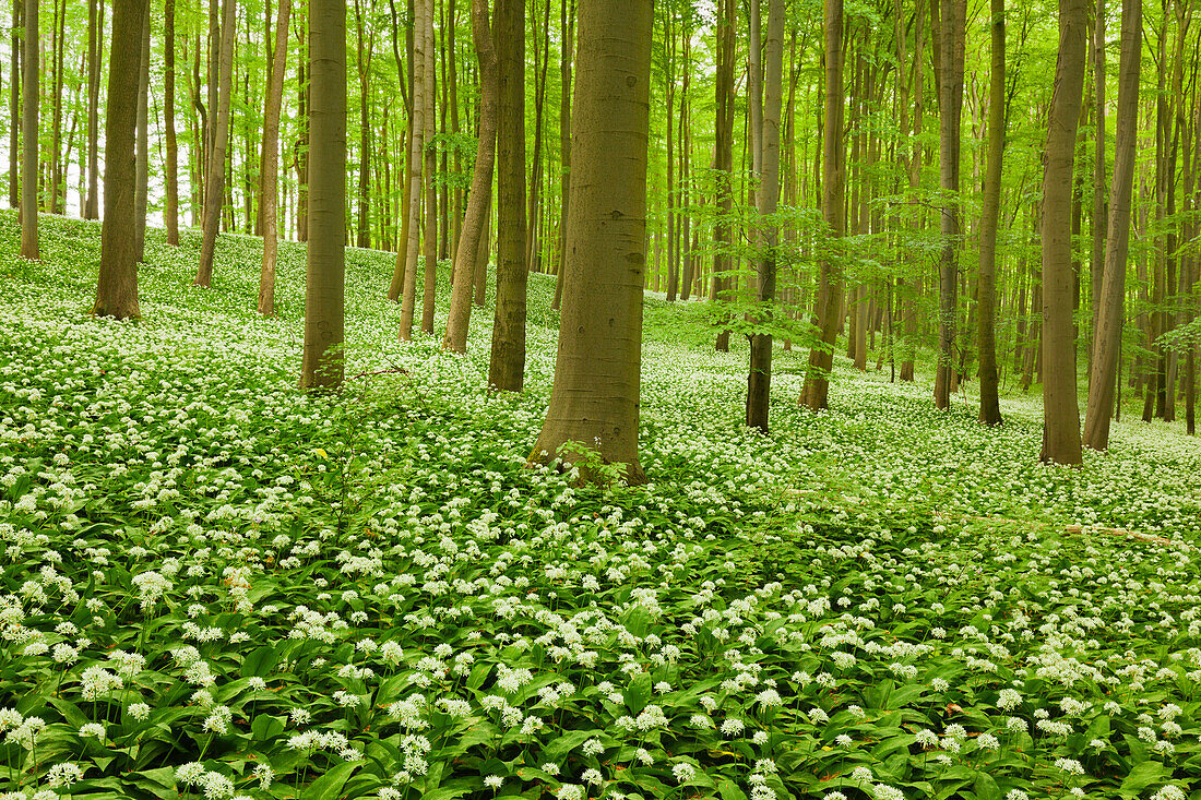 Flourishing wild garlic, beech grove, Hainich national park, Thuringia, Germany