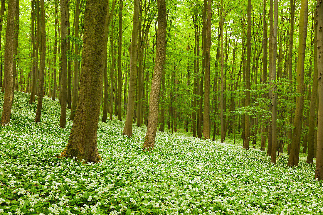 Flourishing wild garlic, beech grove, Hainich national park, Thuringia, Germany