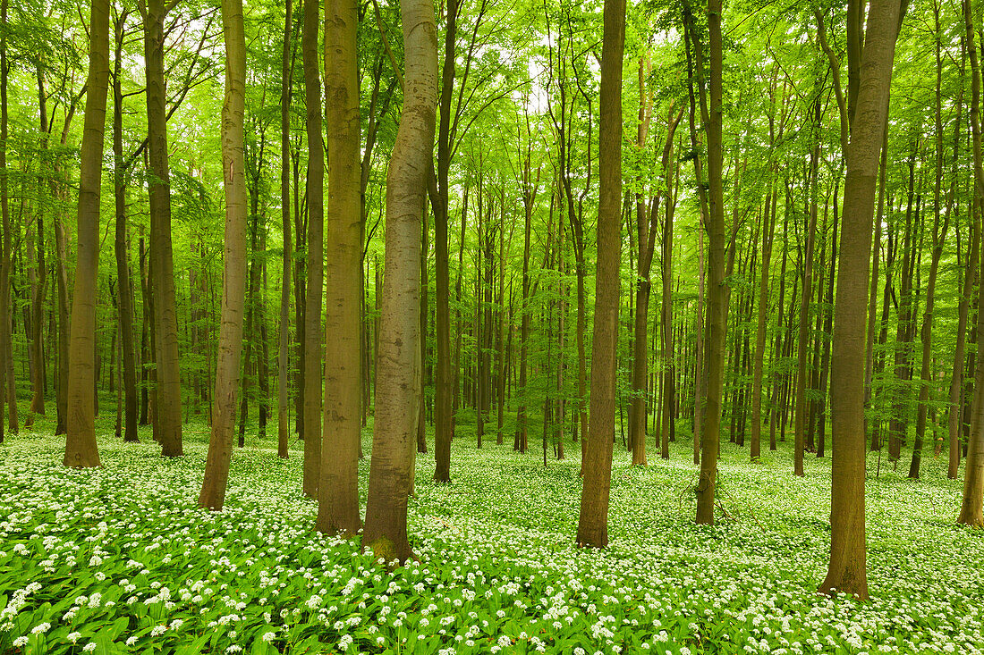 Flourishing wild garlic, beech grove, Hainich national park, Thuringia, Germany