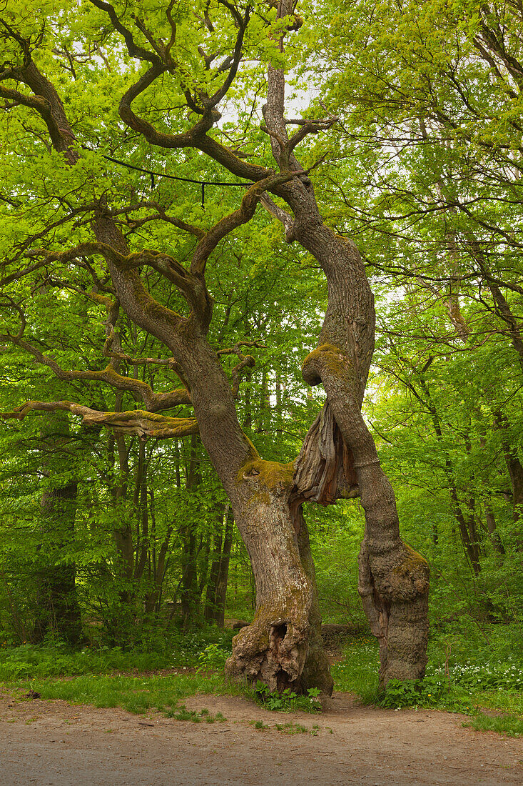 Old oak tree Betteleiche, Hainich national park, Thuringia, Germany