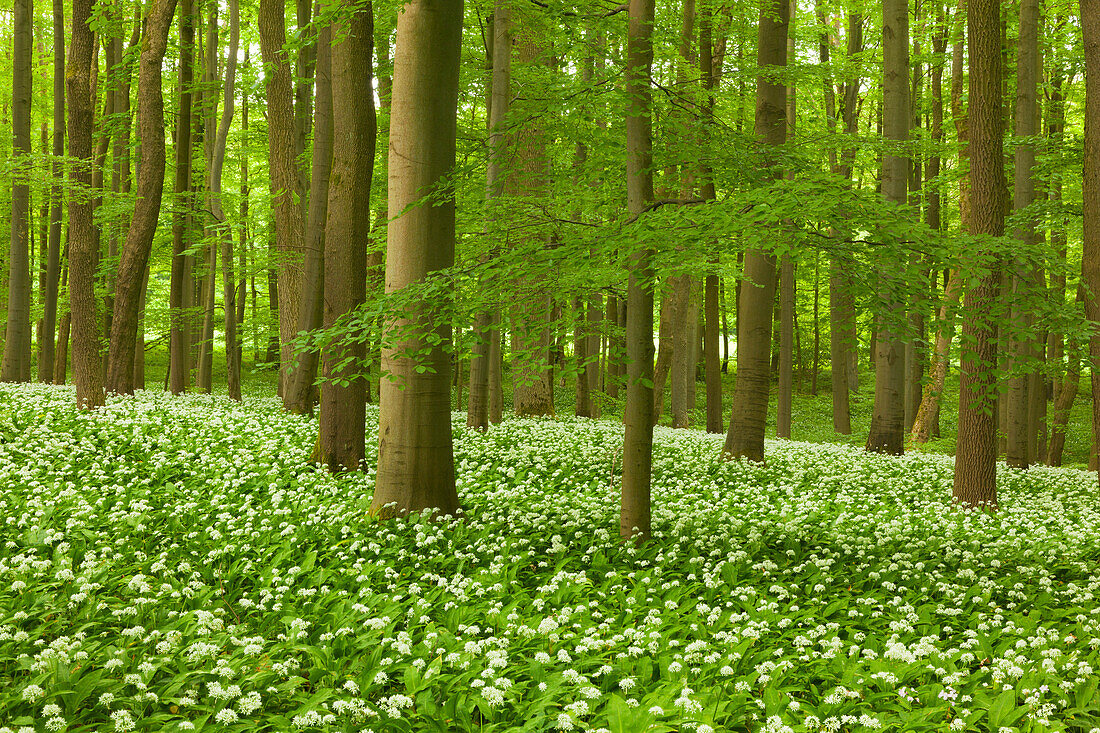 Flourishing wild garlic, beech grove, Hainich national park, Thuringia, Germany