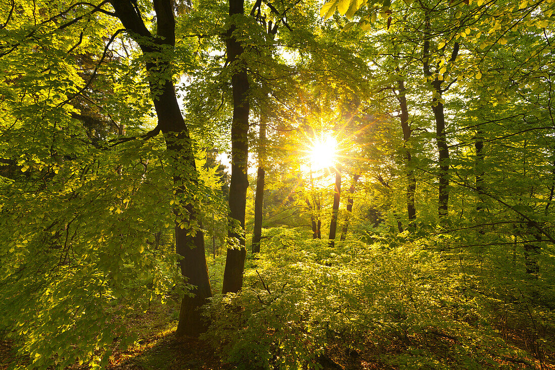 Deciduous forest at dawn, Grosser Inselsberg, Thuringia Forest, Thuringia, Germany