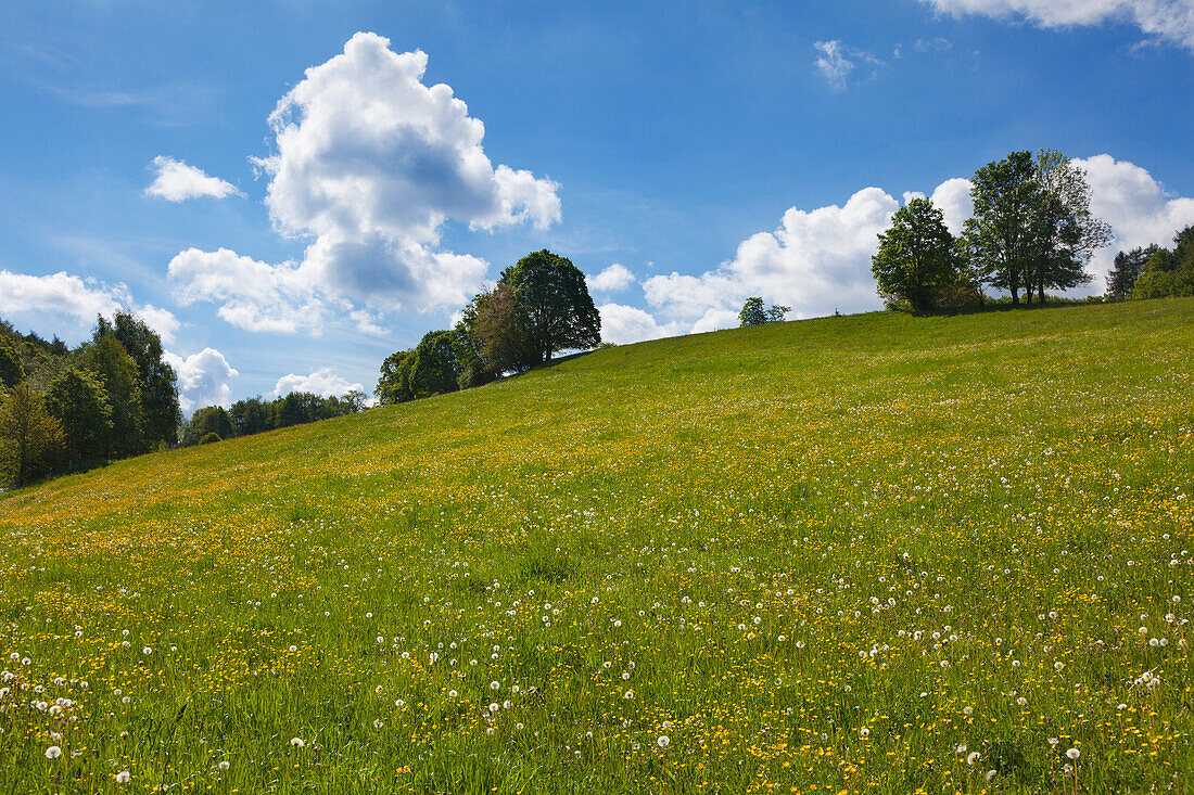 Meadow, Thuringia Forest, Thuringia, Germany