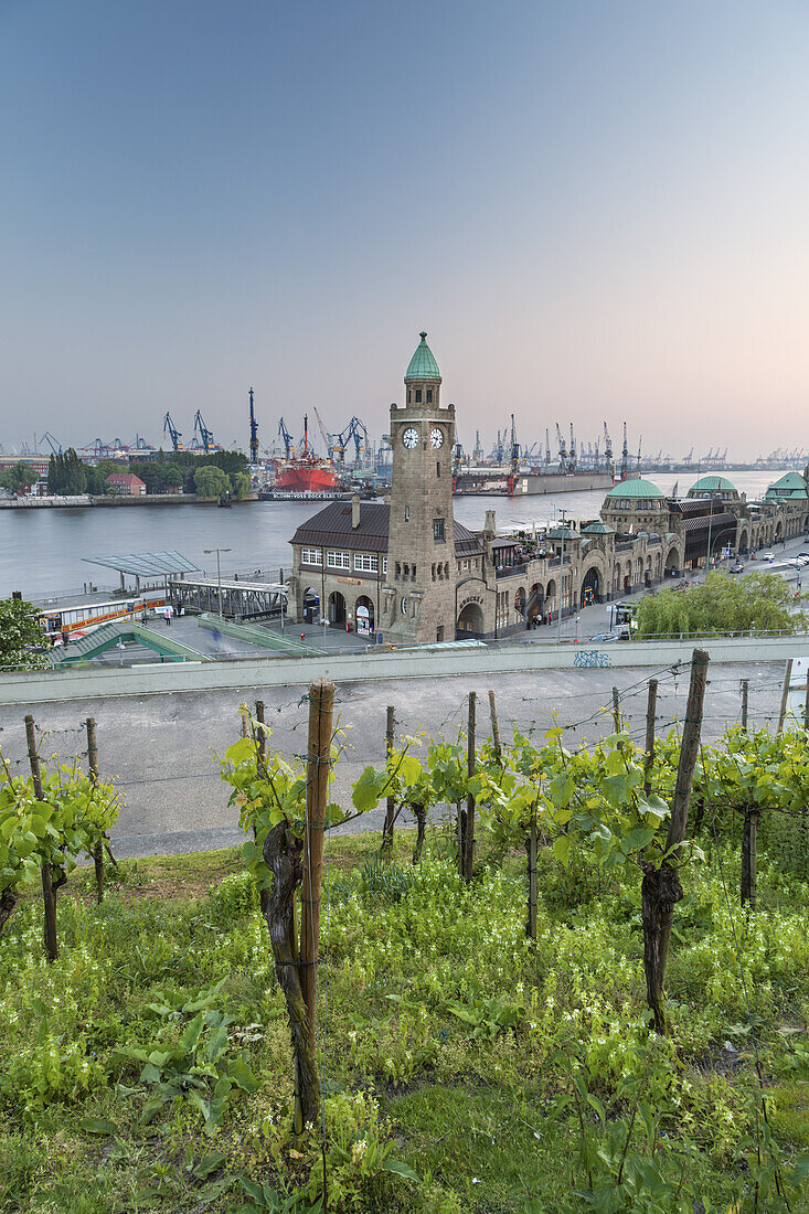 Vineyards above jetties of St.-Pauli-Landungsbrücken with tower Pegelturm, in the background port of Hamburg, Hanseatic City Hamburg, Northern Germany, Germany, Europe