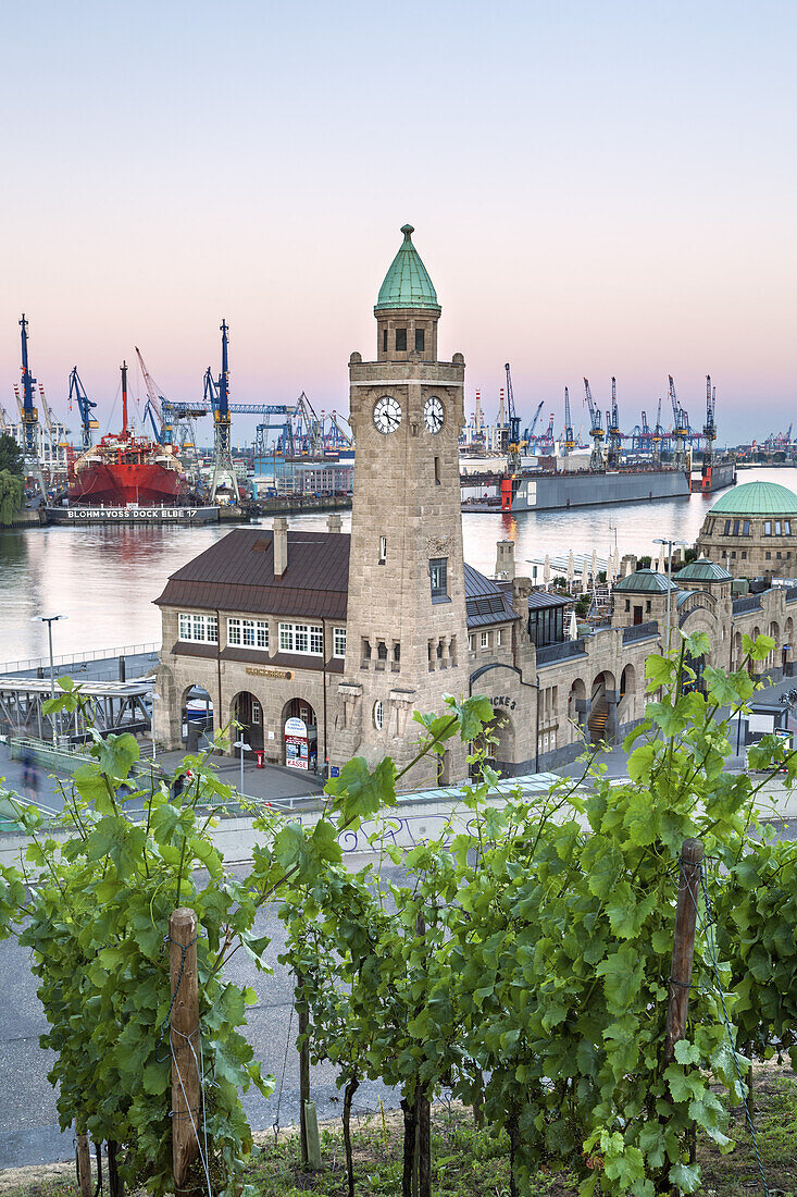 Weinberg oberhalb St.-Pauli-Landungsbrücken vor Pegelturm und Hamburger Hafen, Hansestadt Hamburg, Norddeutschland, Deutschland, Europa