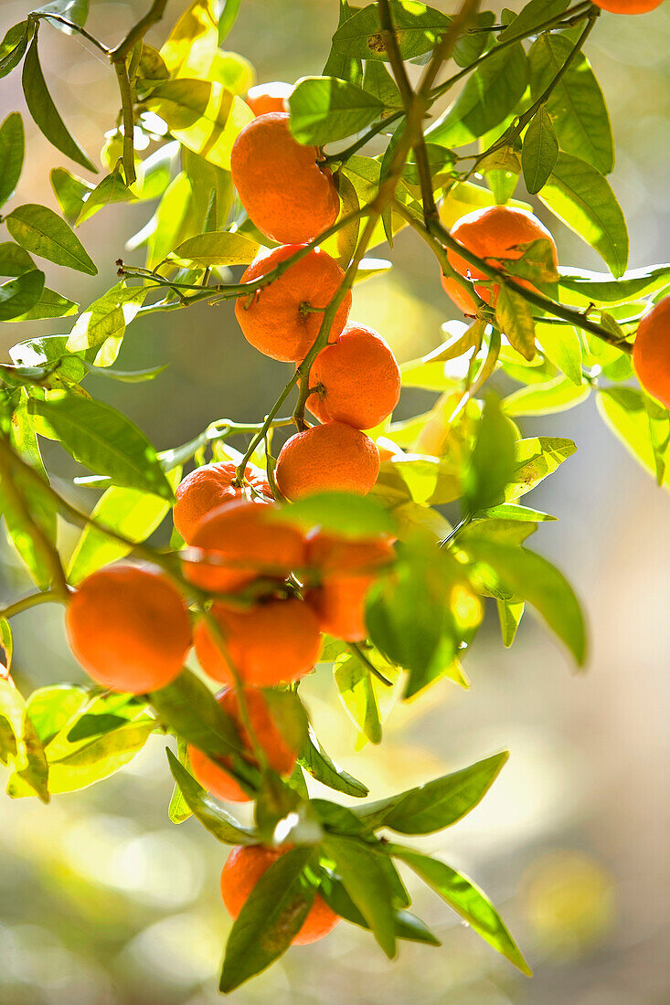 France, Alpes Maritimes, Menton, Palais Carnoles (Carnoles Palace), Cleopatra Mandarin, citrus fruit