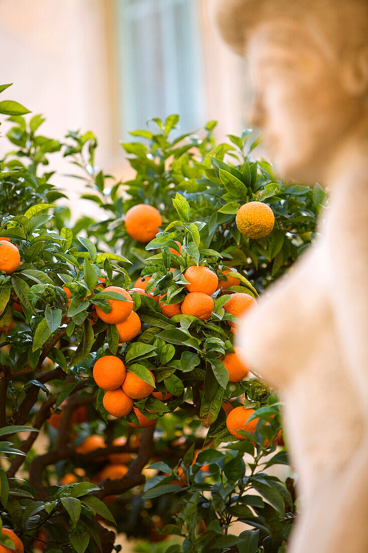 France, Alpes Maritimes, Menton, mandarin in front of the Regional museum of Prehistory