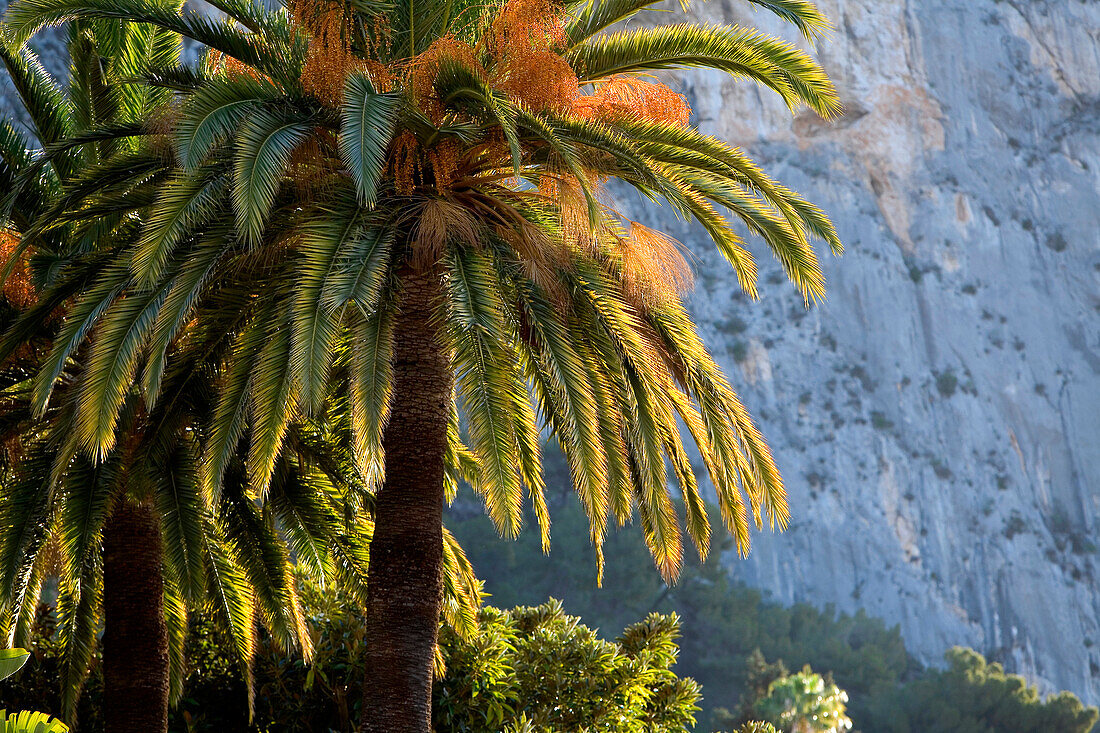 France, Alpes Maritimes, Menton, Boulevard de Garavan, garden