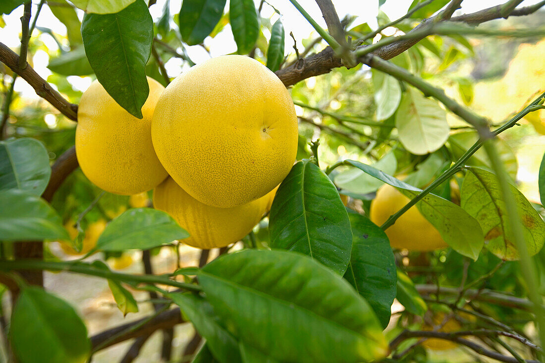 France, Alpes Maritimes, Palais Carnoles (Carnoles Palace), Kao Pan grapefruit (India), citrus fruit