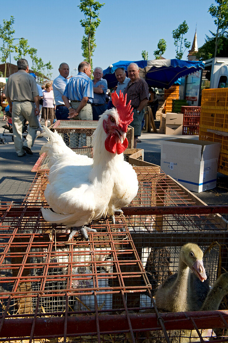 France, Saone et Loire, Louhans, the market for poultry on Monday, Bresse chicken legs blue