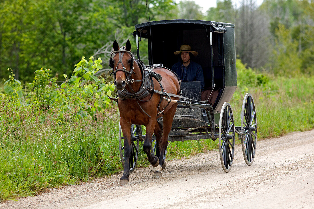 Canada, Ontario Province, Grey County, surrondings of Williamsford, Amish Community, man in horse-drawn carriage