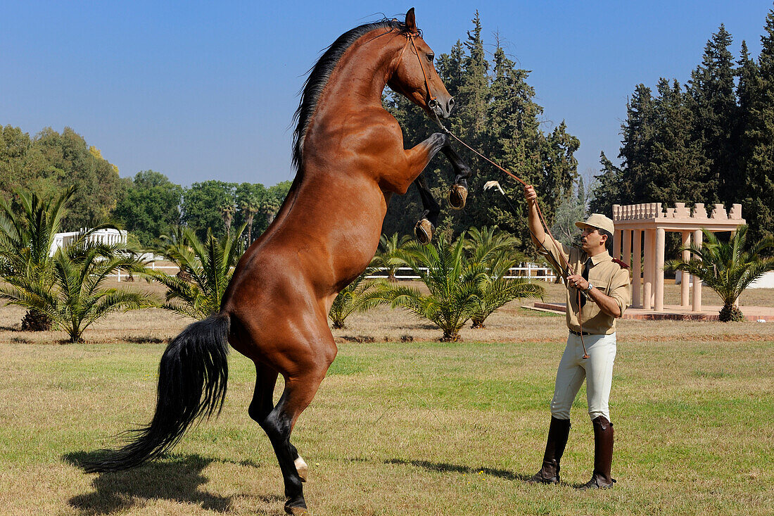 Morocco, Meknes Tafilalet Region, Royal Stud farm of Meknes, thoroughbred Arabian Barb horse