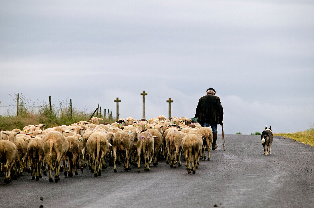 France, Haute Loire, Margeride Plateau, Venteuges, shepherd and his herd of ewes