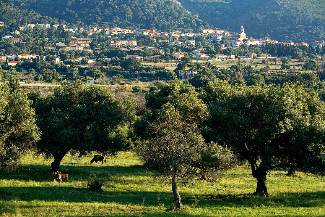 France, Haute Corse, Balagne, Calenzana