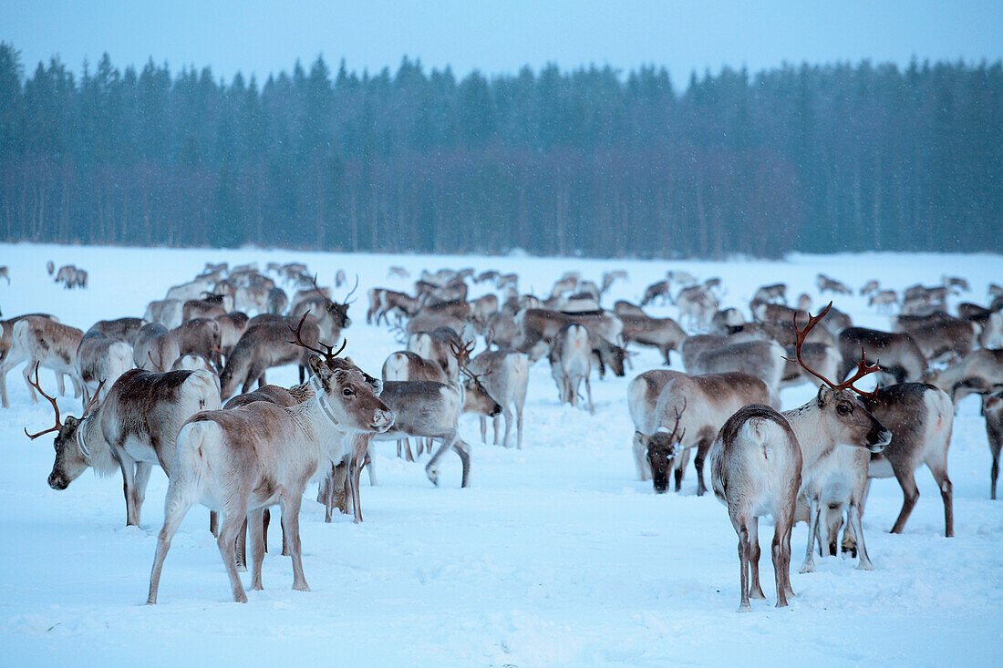 Finnland, Lappland Provinz, Rentiere (Rangifer tarandus)