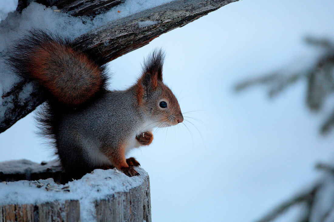 Finland, Lapland Province, Red Squirrel (Sciurus vulgaris)
