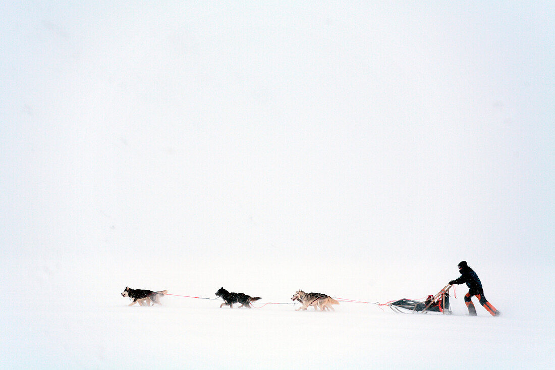 Schweden, Grafschaft Norrbotten, Lappland, Abisko, Wanderweg Kungsleden, Schlittenhunde-Tour