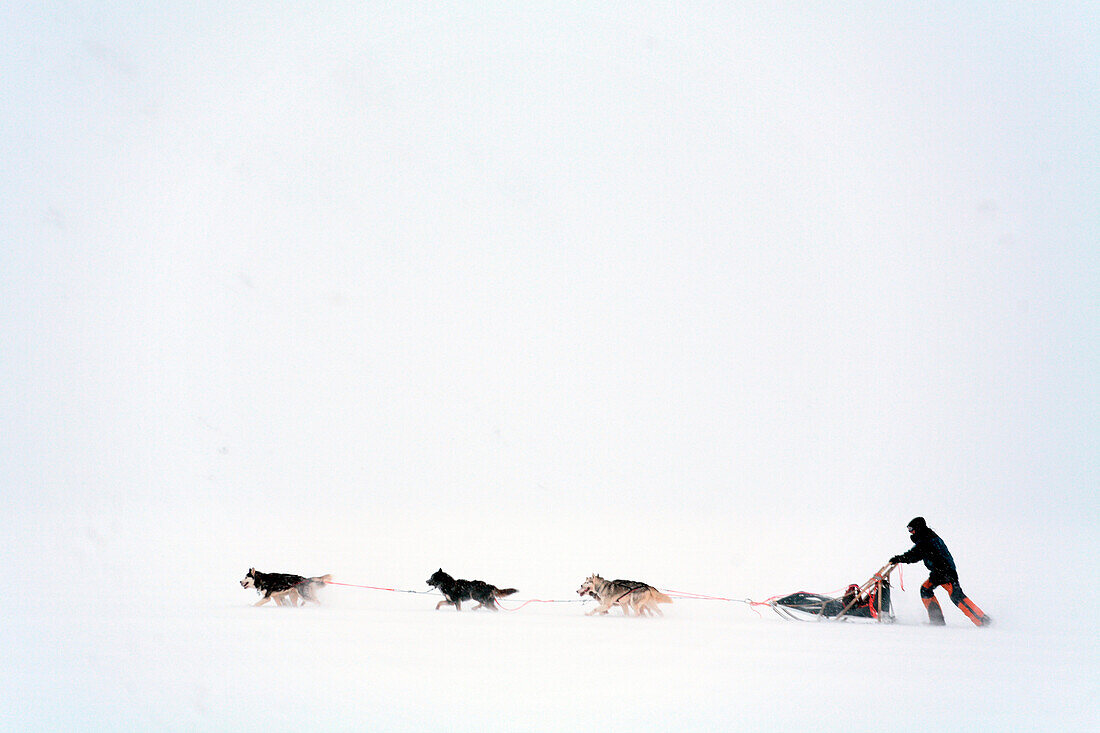 Sweden, County of Norrbotten, Lapland, Abisko, hiking trail of Kungsleden, sled dog tour
