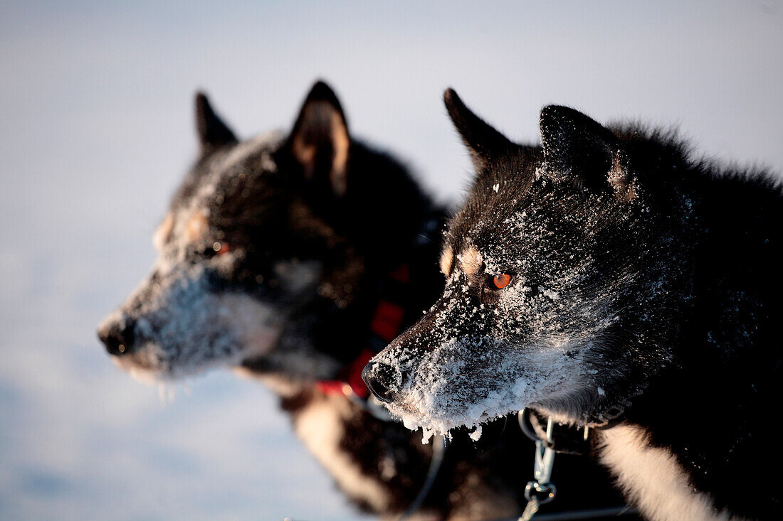 Sweden, County of Norrbotten, Lapland, Alesjaur, hiking trail of Kungsleden, sled dog, Siberian husky