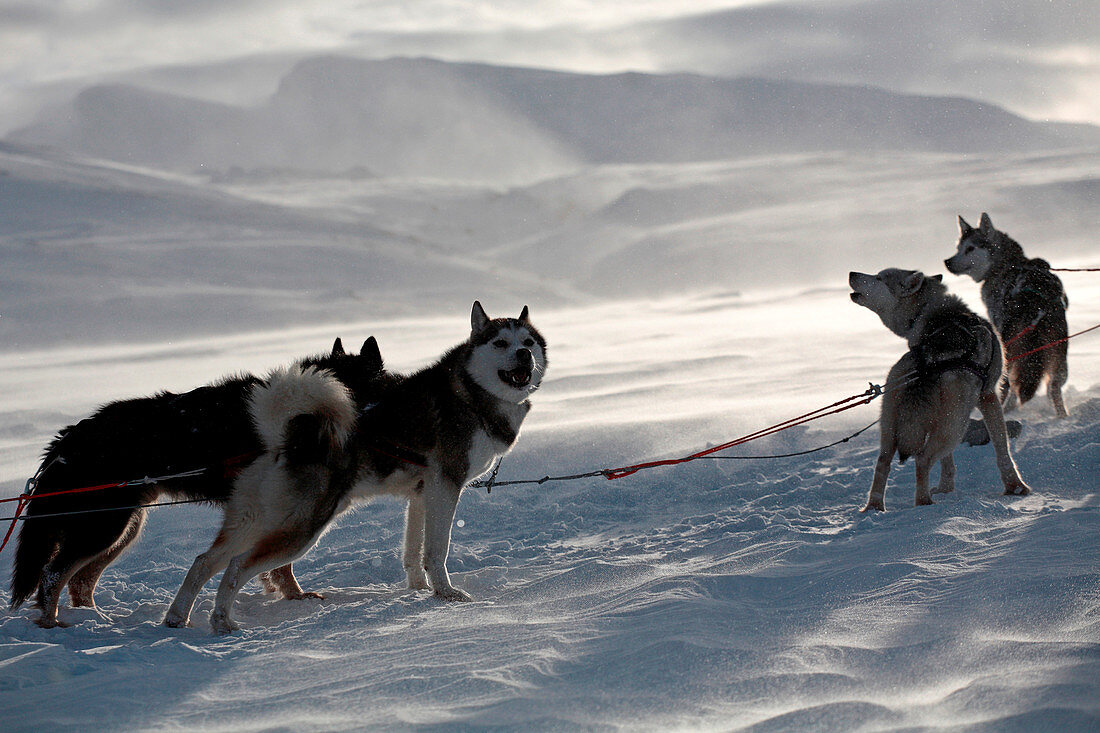 Sweden, County of Norrbotten, Lapland, Alesjaur, hiking trail of Kungsleden, sled dog, Siberian husky