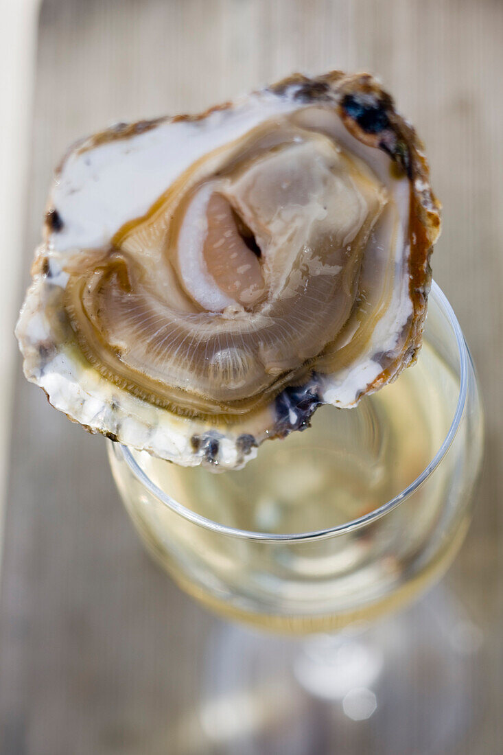 France, Finistere, Lannilis/Prat Ar Coum, huitres plates oysters of Prat Ar Coum at the home of Yvon Madec