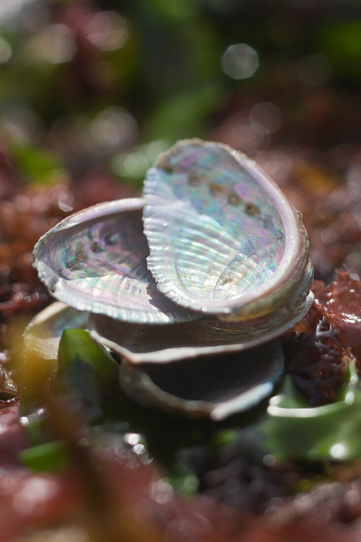 France, Finistere, Plouguernau, close-up of abalone shells, Sylvain Huchette from France Haliotis breeds abalones in high sea