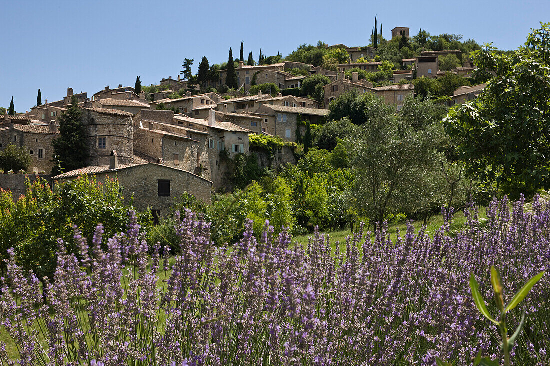 France, Drome, Drome Provencale, Mirmande, labelled Les Plus Beaux Villages de France (The Most Beautiful Villages of France), lavender field in the foreground and the perched village
